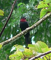 Purple-throated Fruitcrow