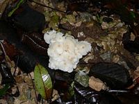 White fungi