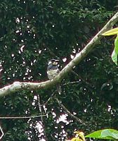 Black-breasted Puffbird