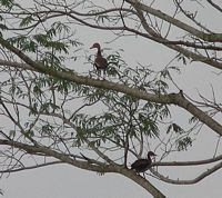 Black-bellied Whistling Ducks