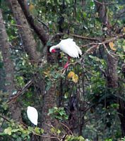 White Ibis