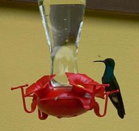 White-vented Plumeleteer