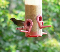 Yellow-faced Grassquit