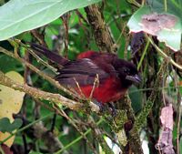 Crimson-backed Tanager (tame)