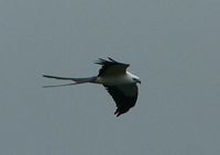Swallow-tailed Kite