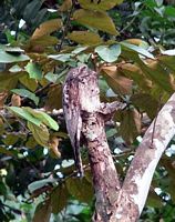 Common Potoo