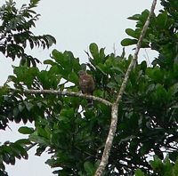 Double-toothed Kite