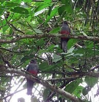 Trogon