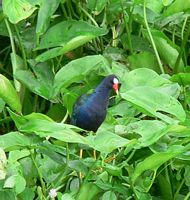 Purple Gallinule