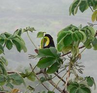 Keel-billed Toucan