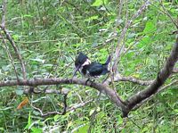 Ringed Kingfisher