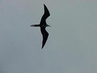 Frignificent Maggotbird