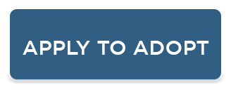 apply to adopt