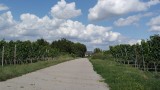Dwars door de wijngaarden