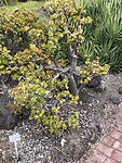 IMG_9450