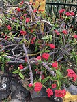 IMG_9435