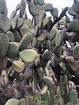 IMG_9432