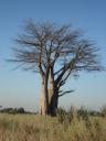 Baobab