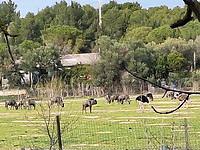 wild park 7