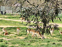 wild park 9