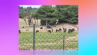 Dag 4 Sigean met het wildpark