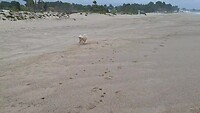 Chai op strand