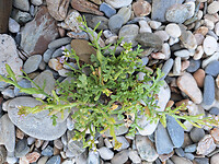 plantje op het strand