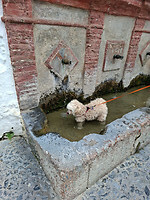 Chai had dorst