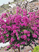 Bougainvillea