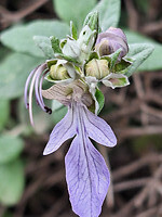 Teucrium Fructicans