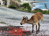 Iberische Steenbok