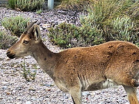 Iberische Steenbok met een missend pootje