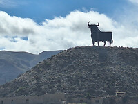 grote stier