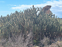 grote cactus