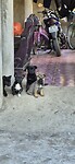 3 stuks en 1 nieuwsgierig
