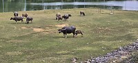 Buffel met jong