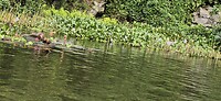 op de sampan