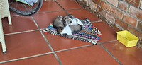 4 pups 10 dagen oud