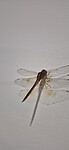 dragon fly
