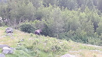 29-06-2023 vrouwtje eland vlak bij de lodge.