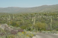Tucson