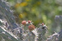 Tucson