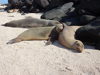 Galapagos