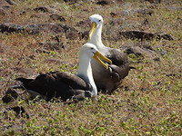 Galapagos