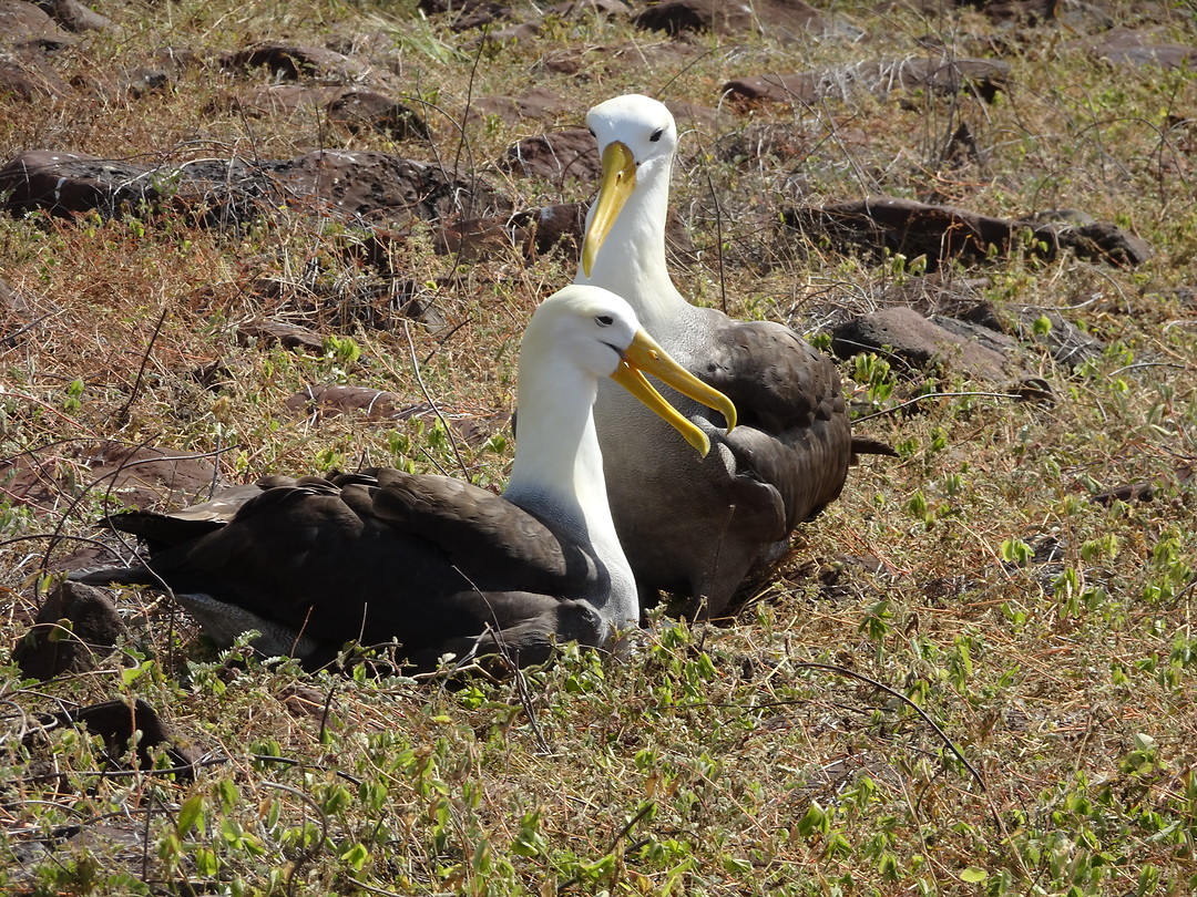 Galapagos