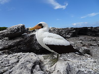 Galapagos