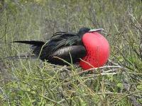 Galapagos