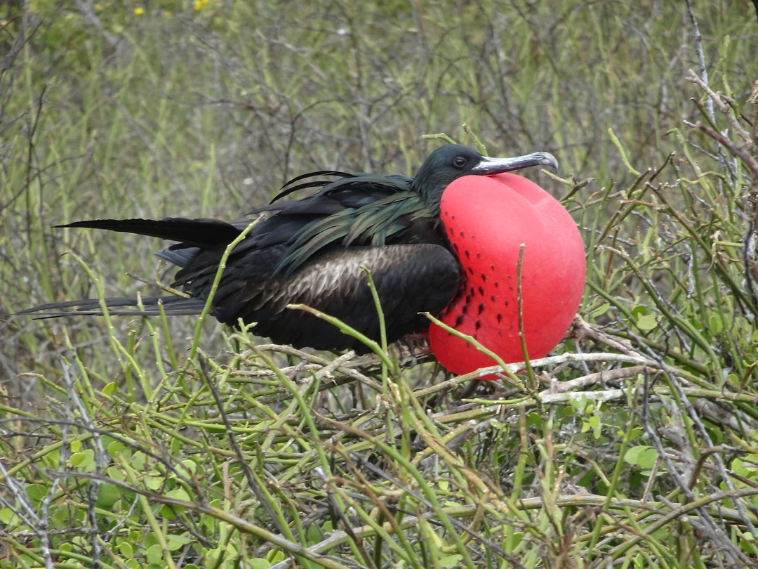 Galapagos