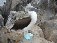 Galapagos