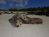 Galapagos